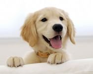 pic for Cute Smiling Puppy 